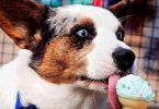 dog, ice cream, summer snack, doggie treat, ice cream for dogs