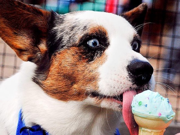 dog, ice cream, summer snack, doggie treat, ice cream for dogs