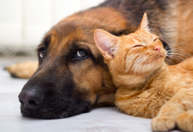 pets, pestering pets, dog, cat, family pet, fam frenzy